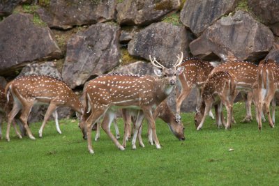 deer in backyard