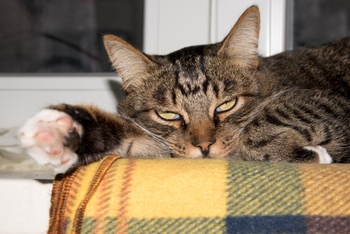 Picture of Cat laying on sofa