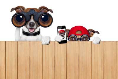 illustration of dogs looking over fence