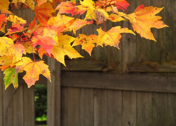 Wooden fencing around the front yard